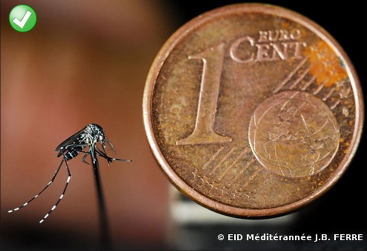 Taille du moustique tigre plus petit qu'un pièce de 1 cent