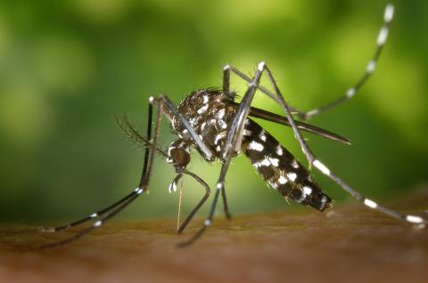 Moustique tigre (Aedes albopictus)