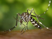 Moustique tigre (Aedes albopictus)